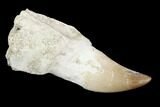 Fossil Rooted Mosasaur (Prognathodon) Tooth - Morocco #116976-1